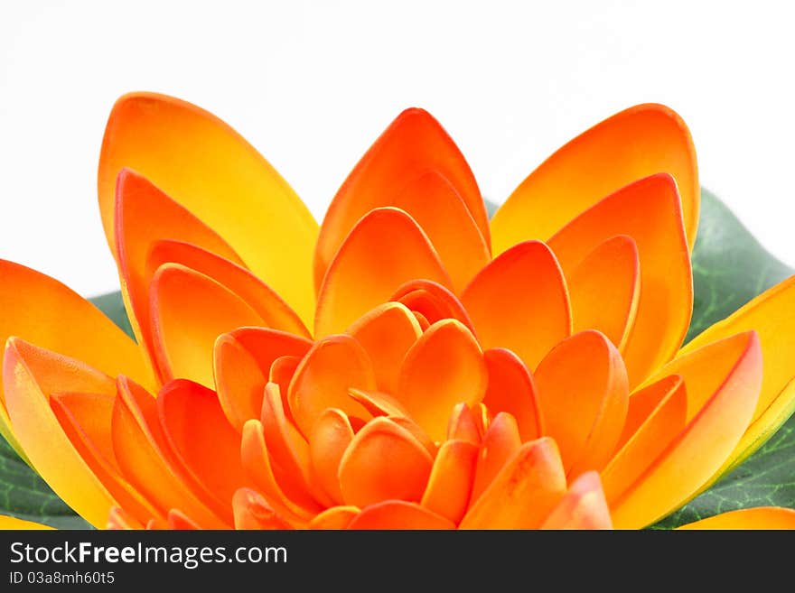 Water lily flower isolated on white background