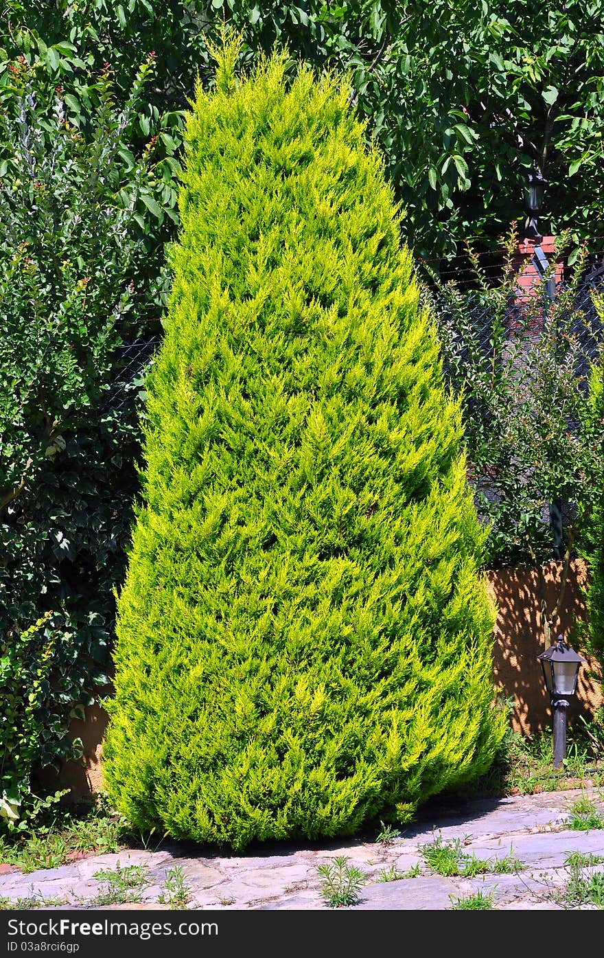 Beautiful needle leaf pine tree