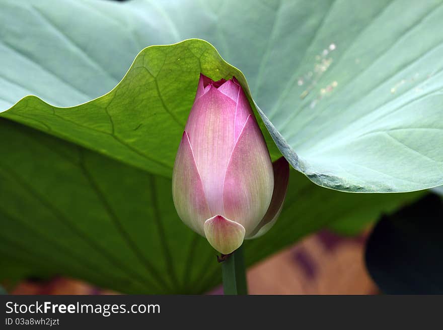 One day in August, I found a warm and intimate picture ,a budding lotus quietly hiding in a huge lotus leaf. One day in August, I found a warm and intimate picture ,a budding lotus quietly hiding in a huge lotus leaf