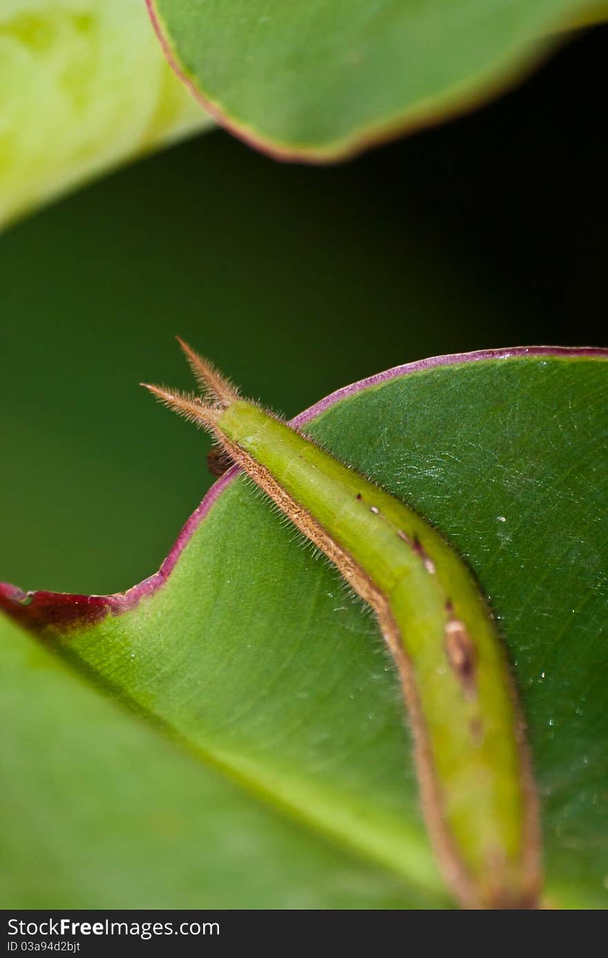 Butterfly Larva