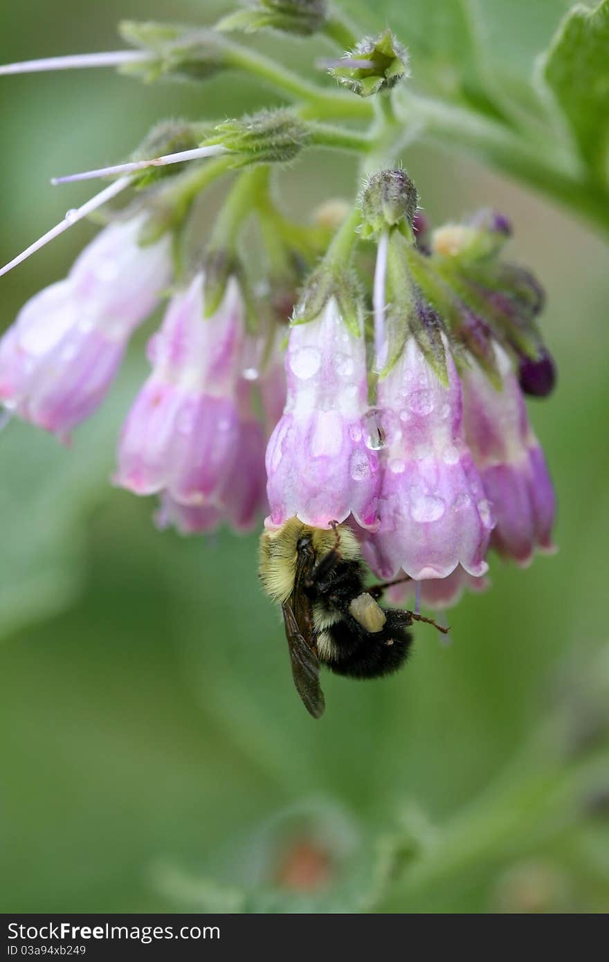 Bumble bee sucking honey from spring time flowers