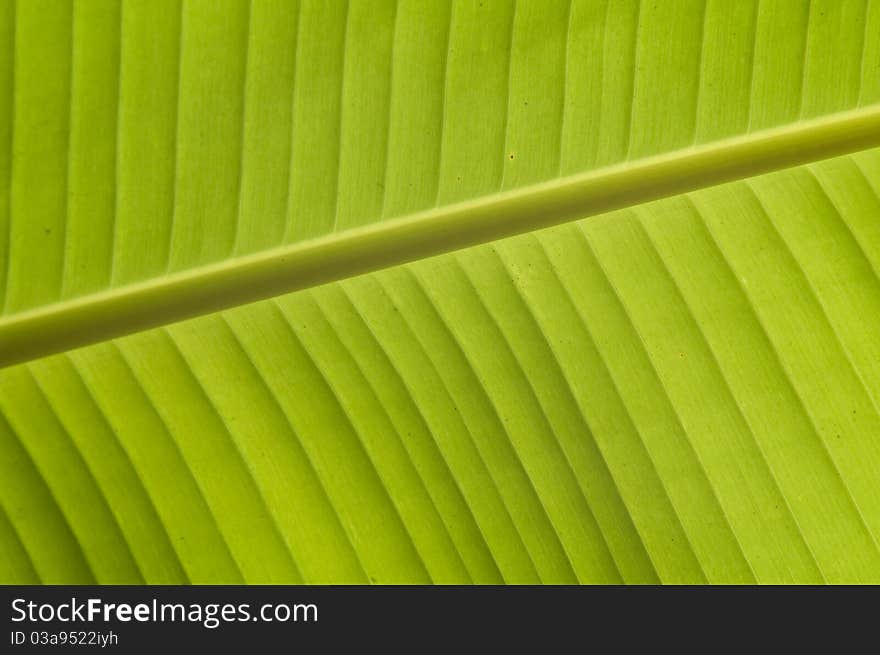 Banana leaf texture, light green