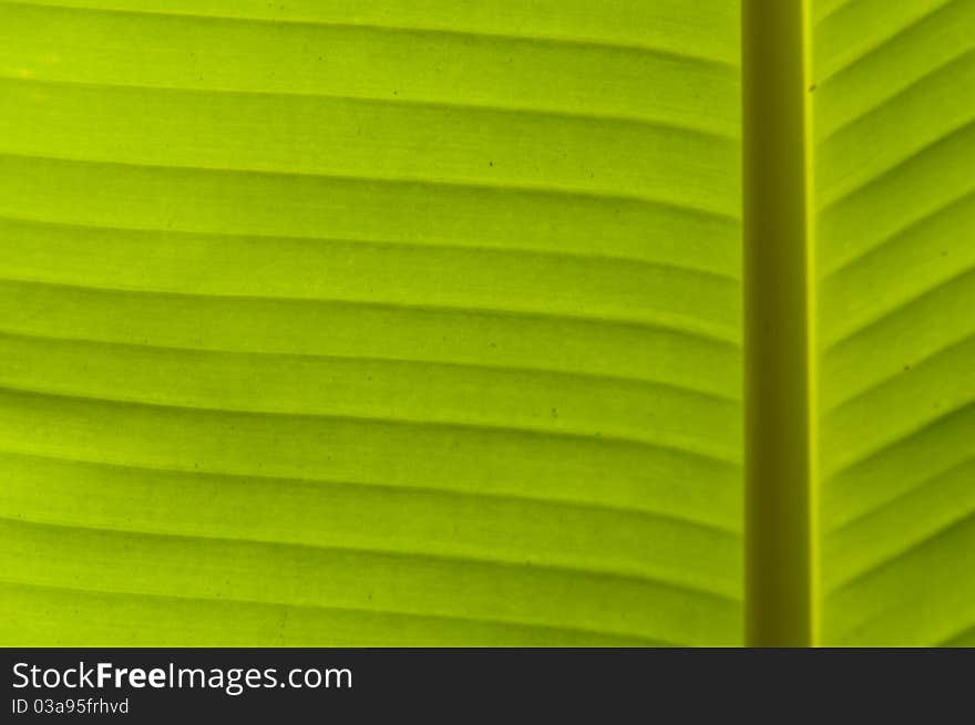 Banana leaf texture, light green