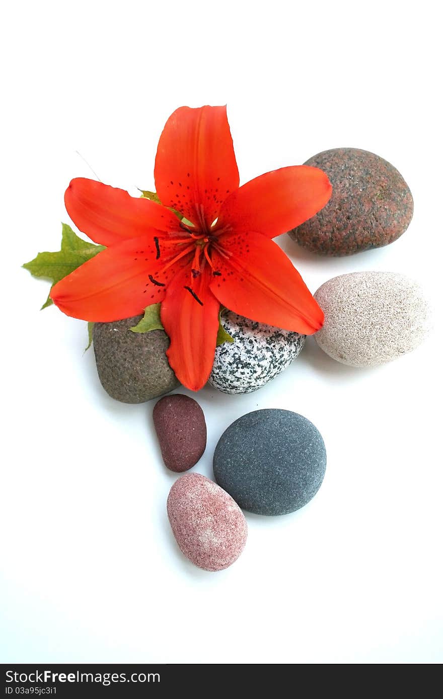 Orange tiger lily flower and pebbles on white background. Orange tiger lily flower and pebbles on white background