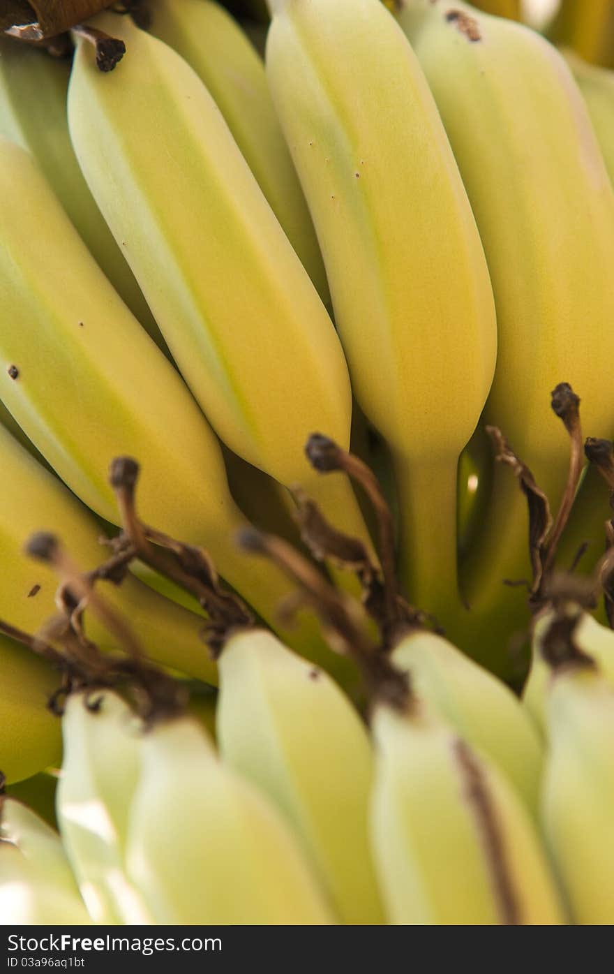 Bananas texture on the tree natural