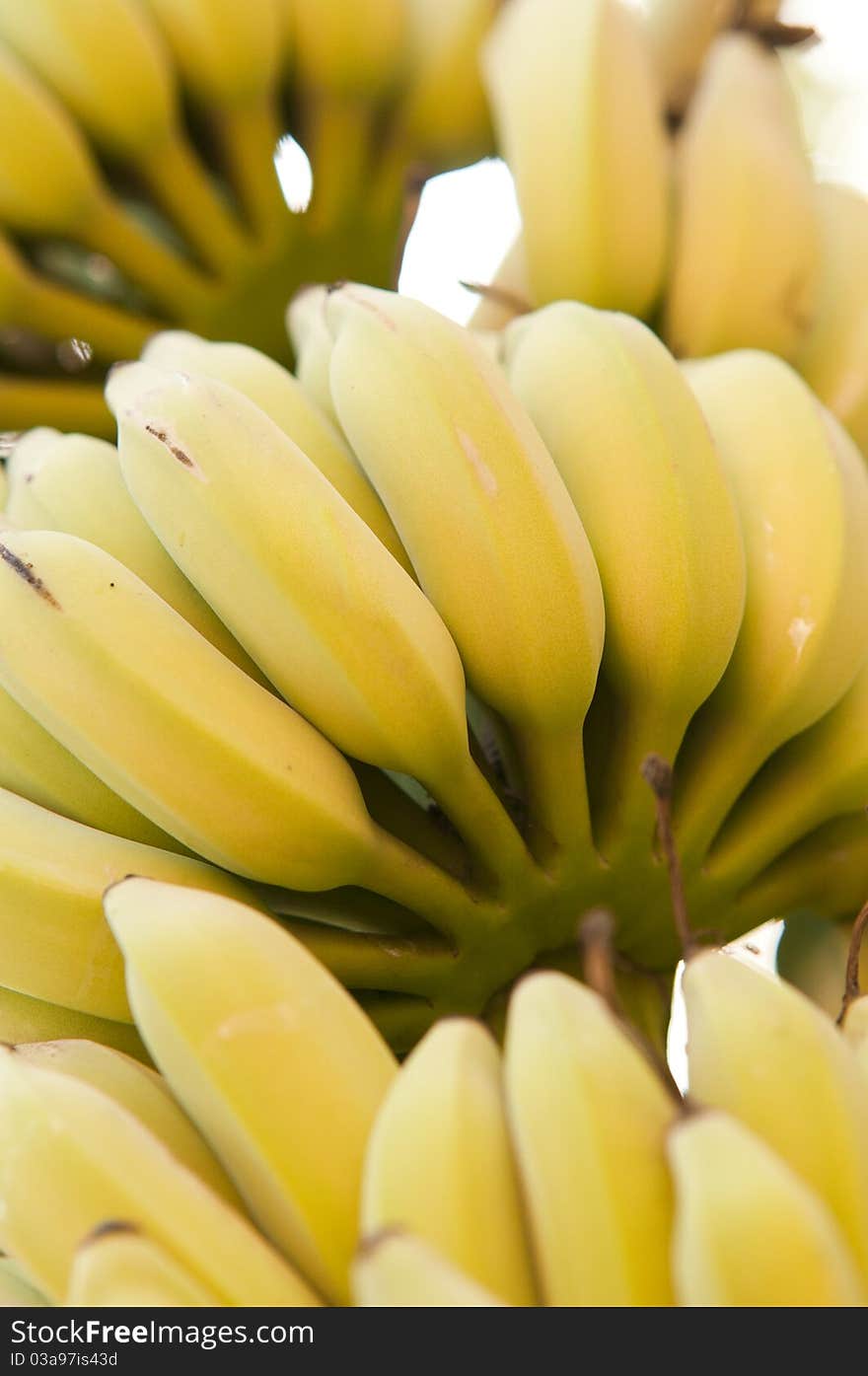 Bananas