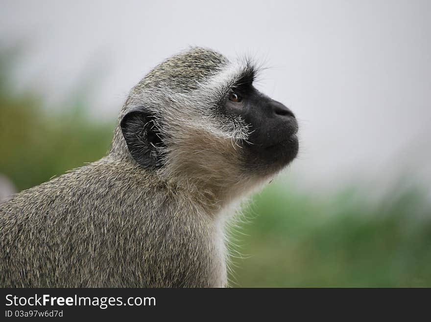 Vervet Monkey in Kurger National Park