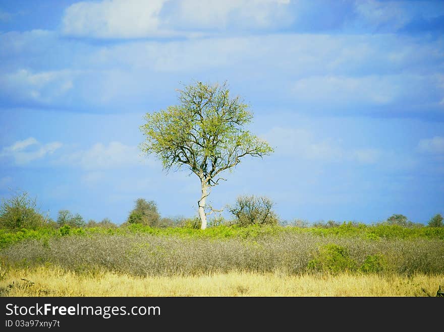 Lonely tree in Kruger National Park