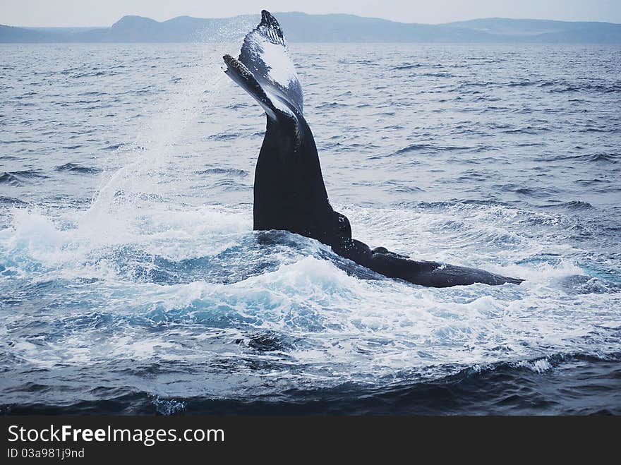 A whale in st. John's Canada. A whale in st. John's Canada