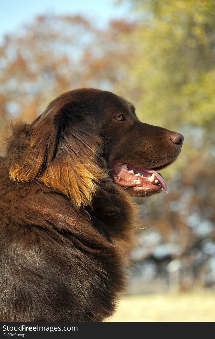 Lab/Newfoundland Mix guarding his yard on a nice sunny day. Lab/Newfoundland Mix guarding his yard on a nice sunny day.