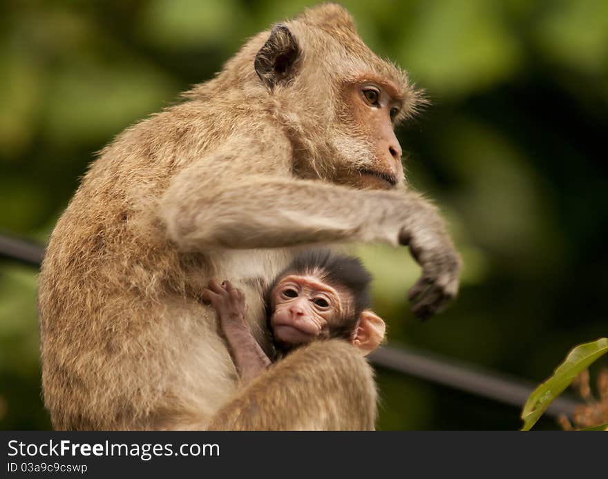 Mother monkey with baby