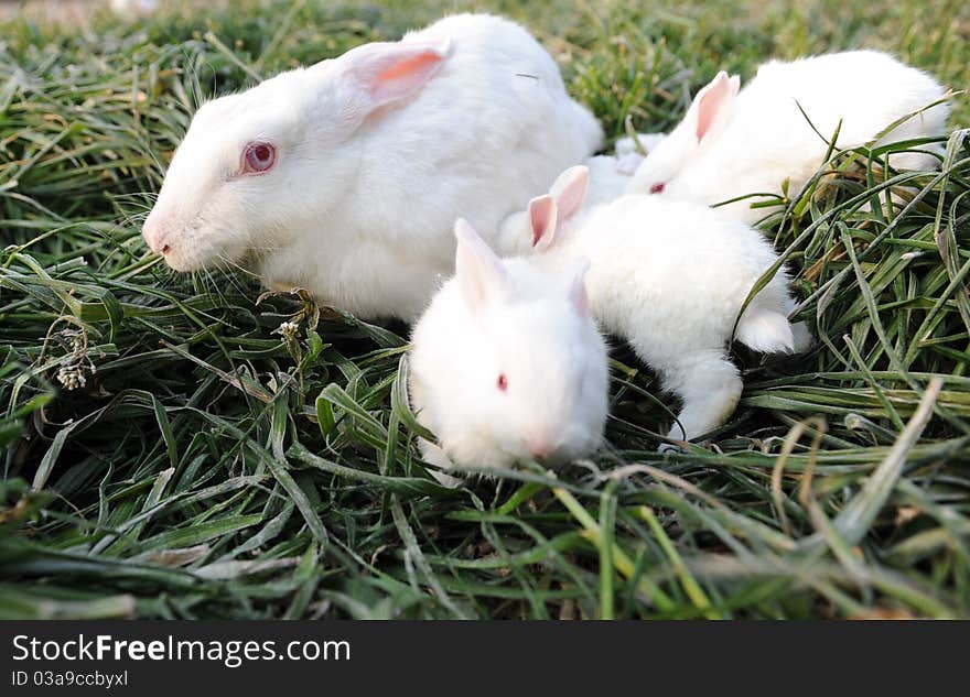 A breastfeeding mother rabbit, cute, very loving. A breastfeeding mother rabbit, cute, very loving