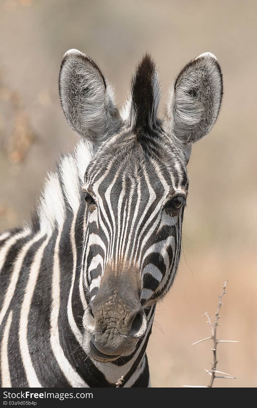 A head shot of a zebra