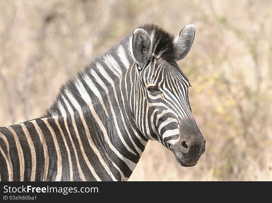 A zebra standing in the veld