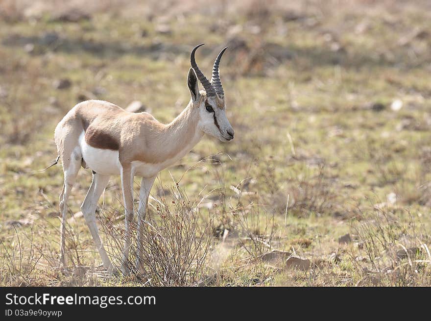 A springbok standing in the field