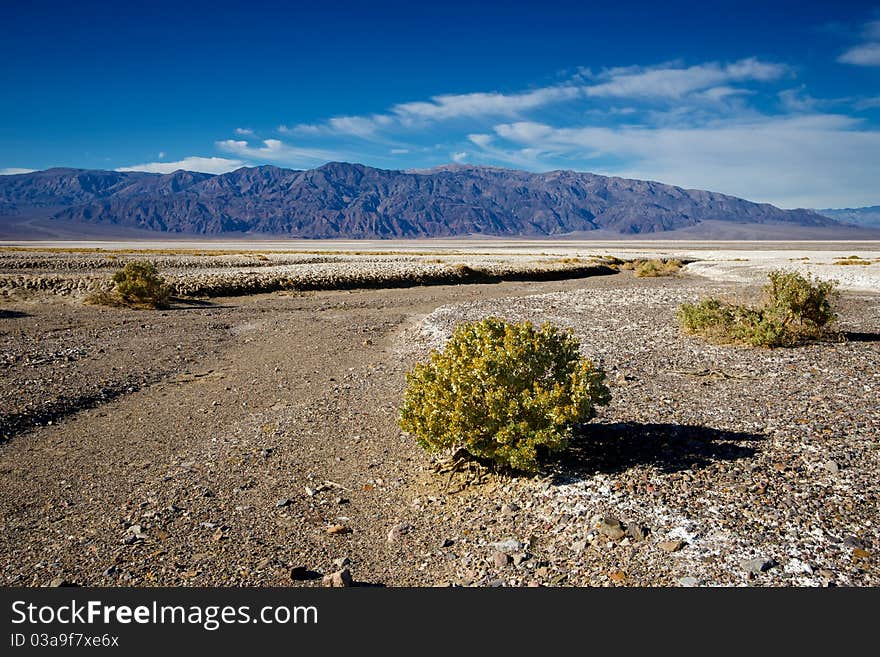 Life in Death Valley shows a rare green hue in the days following a spring storm. Life in Death Valley shows a rare green hue in the days following a spring storm.