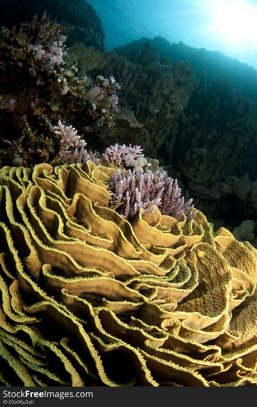 Pristine Coral Reef In The Red Sea