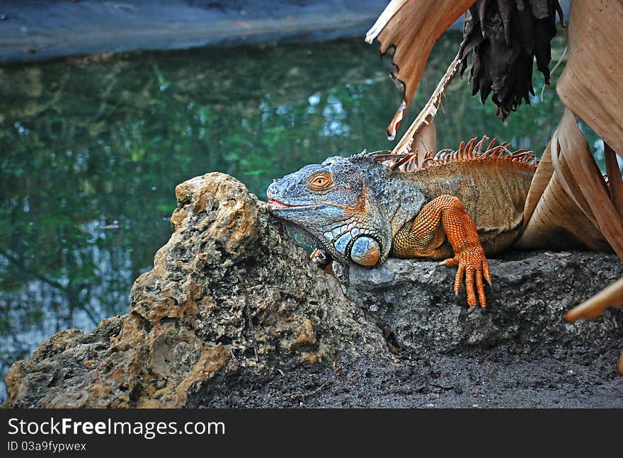 Large, beautiful and colorful Iguana. By water, on the rocks. Large, beautiful and colorful Iguana. By water, on the rocks.