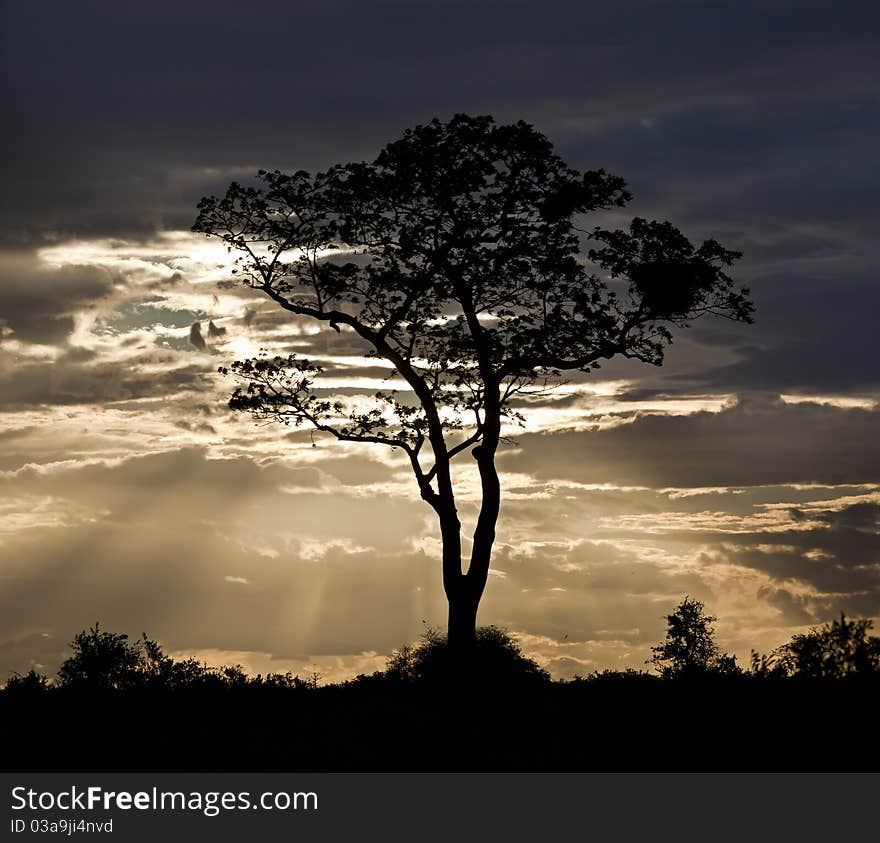 Silhouette of a tree against a cloudy background