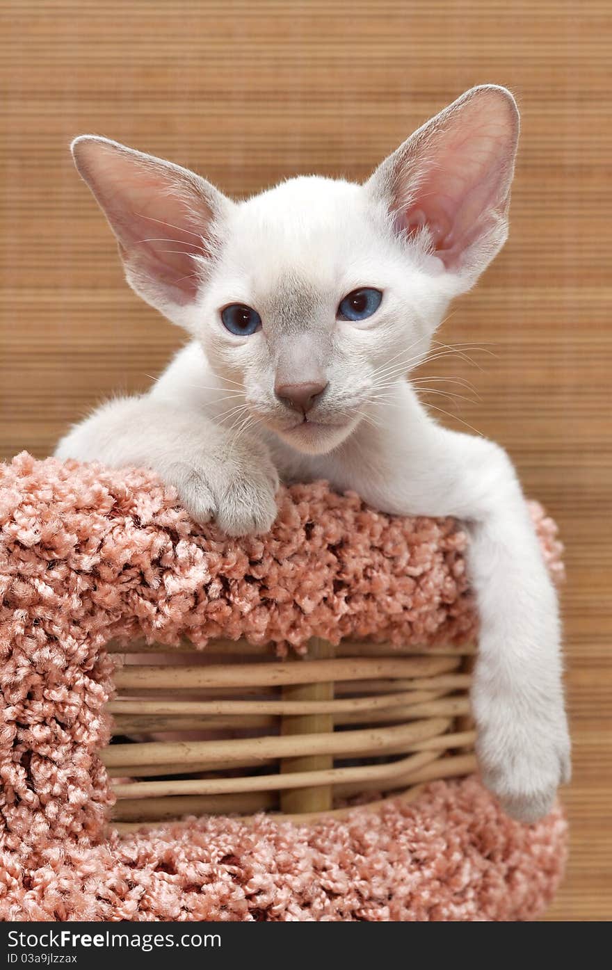 Portrait of kitten of oriental breed