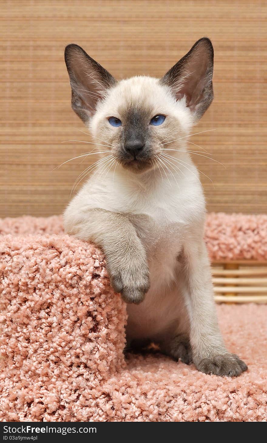 Kitten of oriental breed