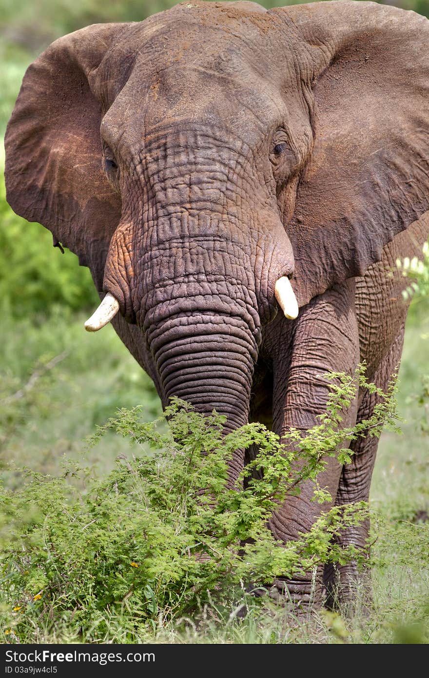 Large male elephant front on