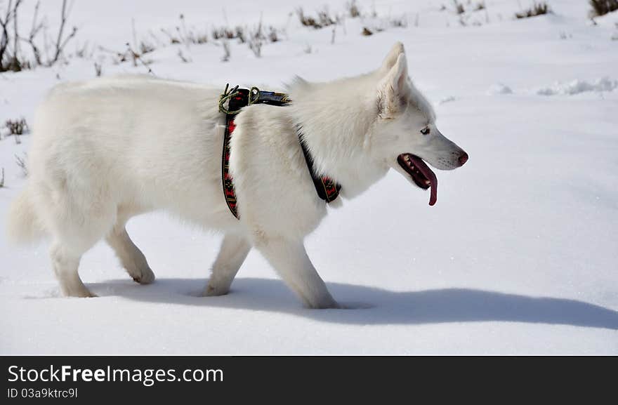 Husky Dans La Neige