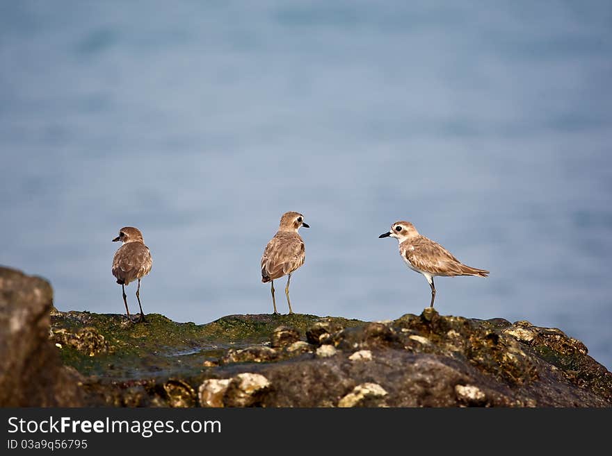 Flock of Birds