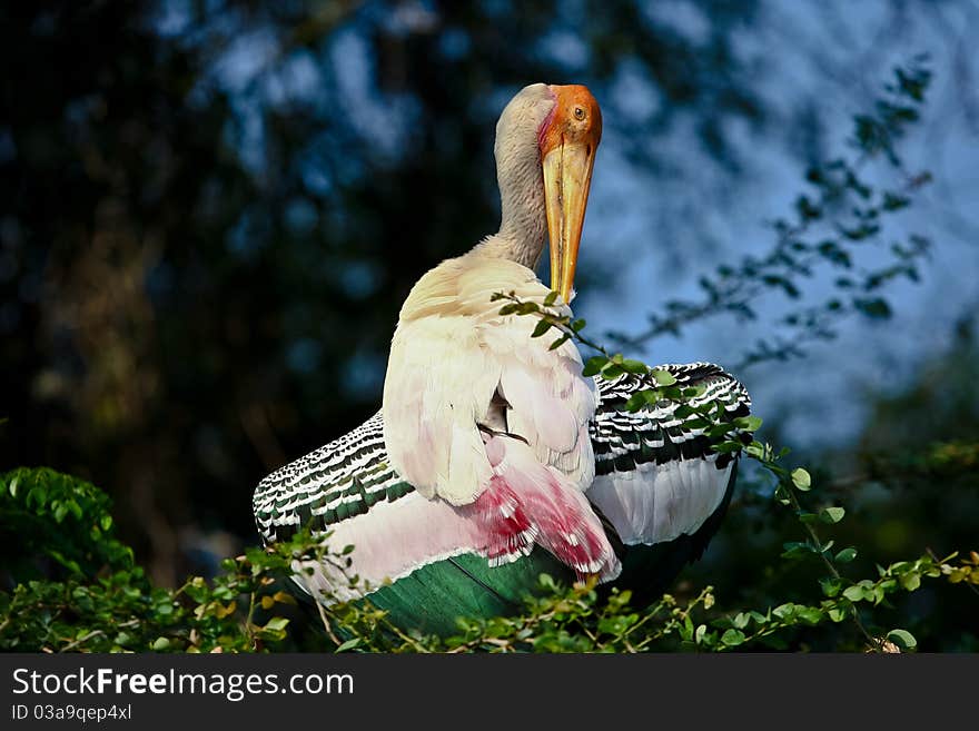 A painted stork preening its feathers.