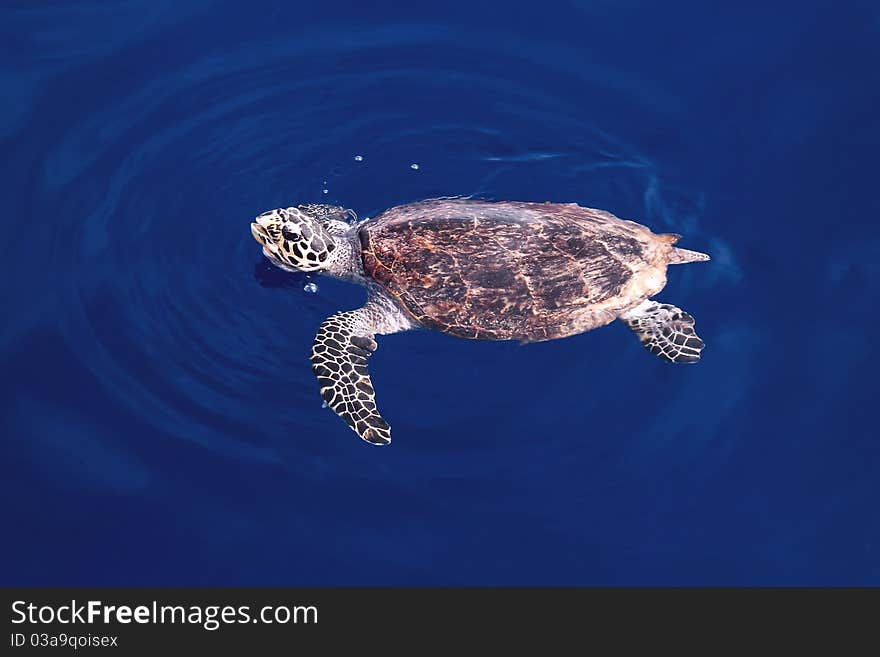 Turtle breathe on the surface of the sea. Turtle breathe on the surface of the sea