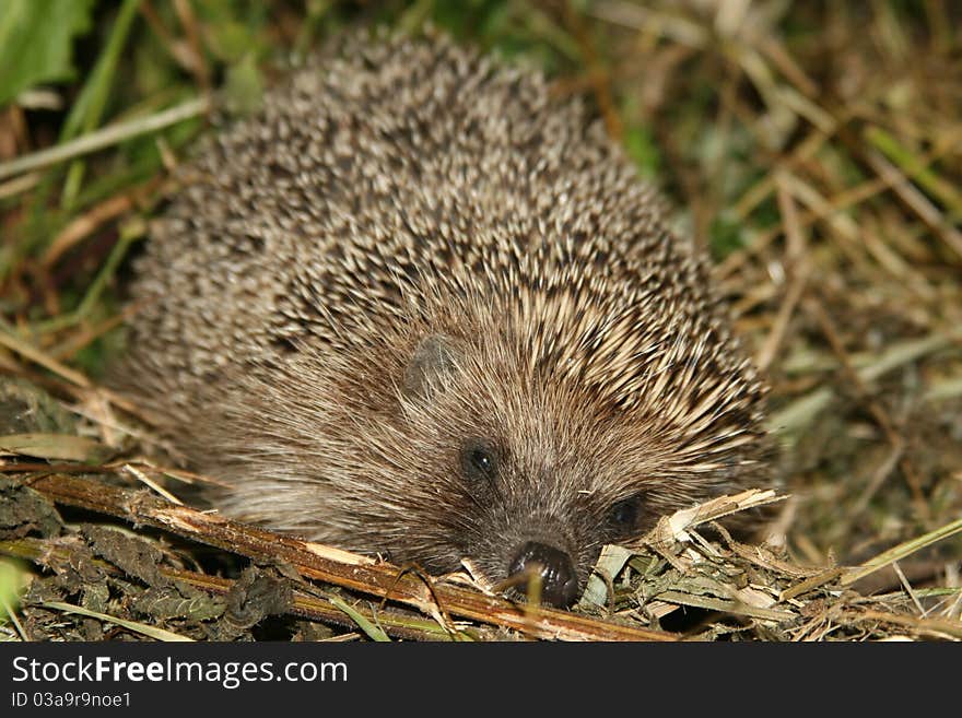 Hedgehog