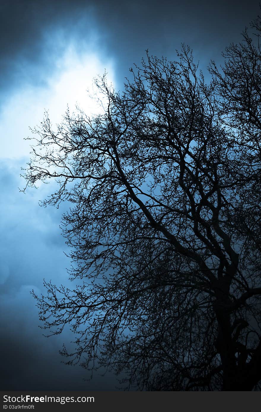 A barren tree silhouetted by moonlight. A barren tree silhouetted by moonlight.