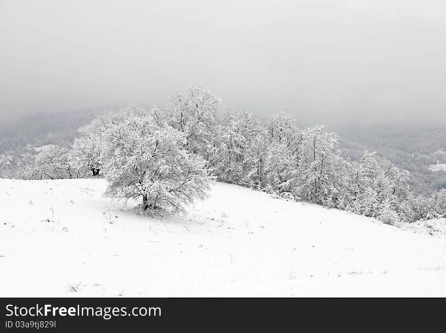 Winter idyll tree with snow