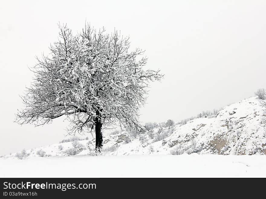 Winter idyll tree with snow