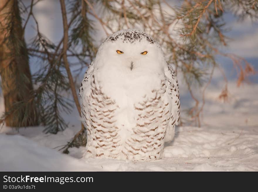 Stare of an owl