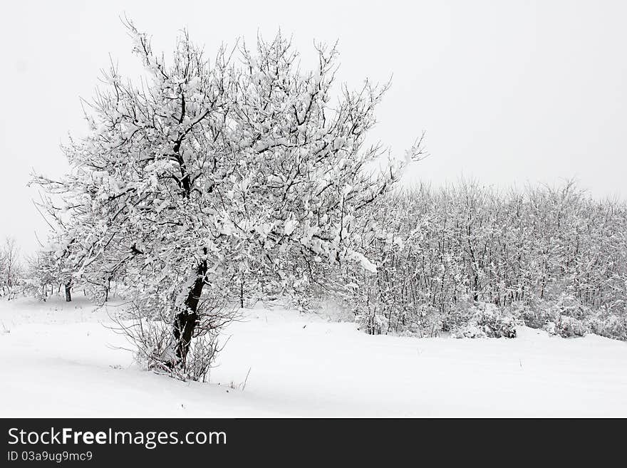 Winter idyll tree with snow