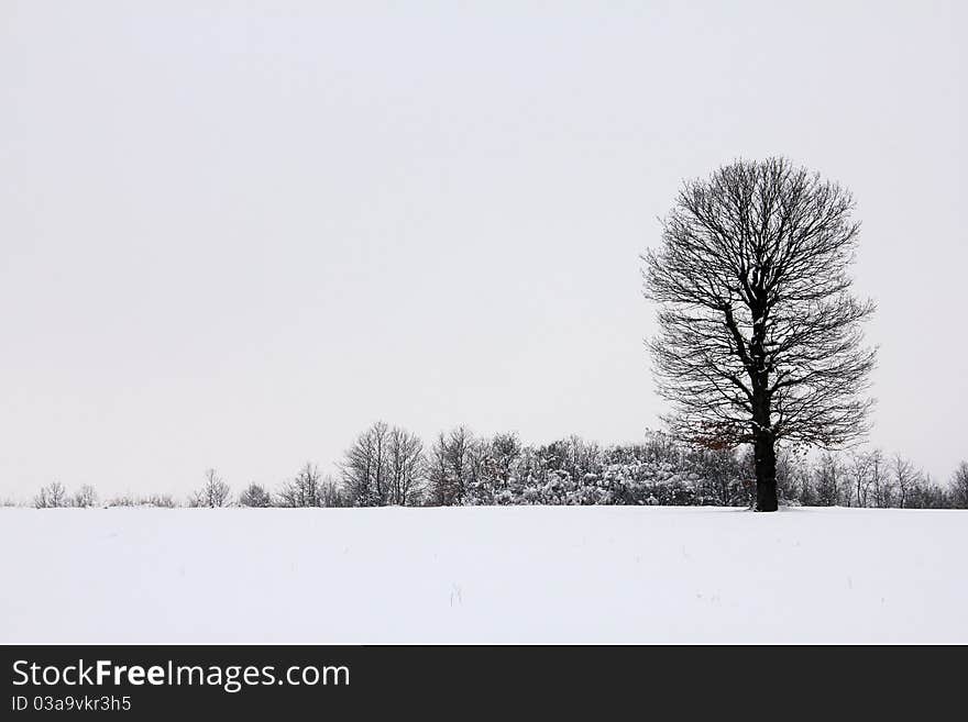 Winter idyll tree with snow