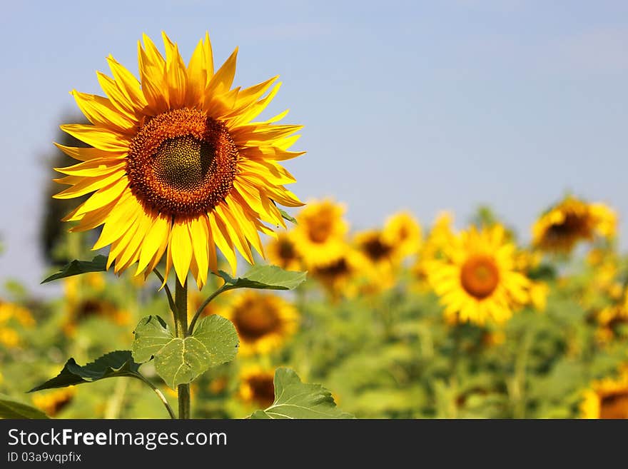 Beautiful Sunflowers