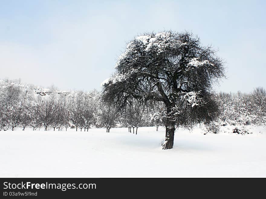 Winter idyll tree with snow