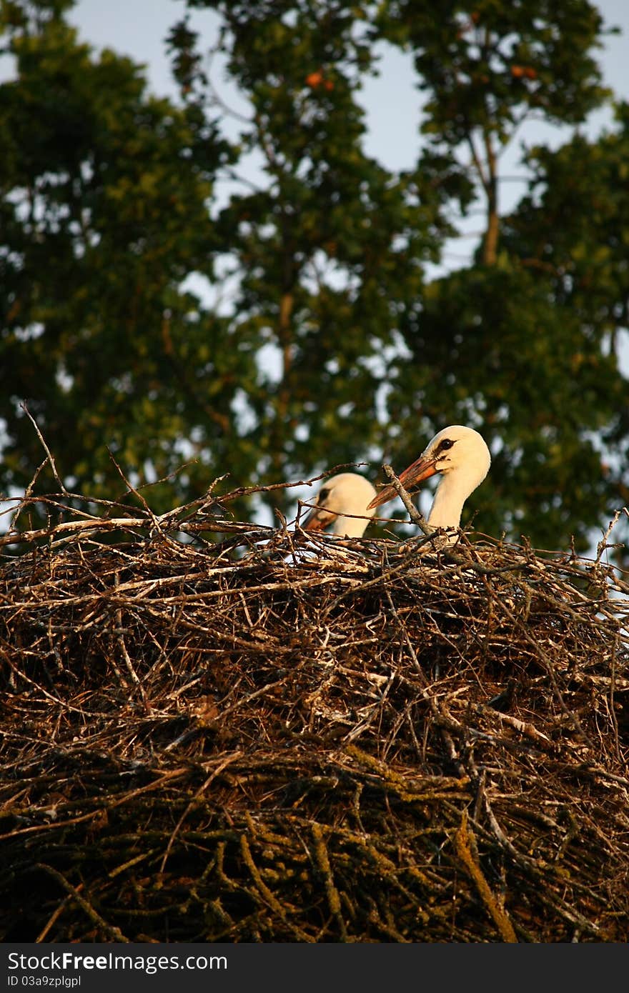 Nest of storks