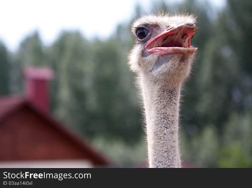 Curious bird ostrich in macro, just head