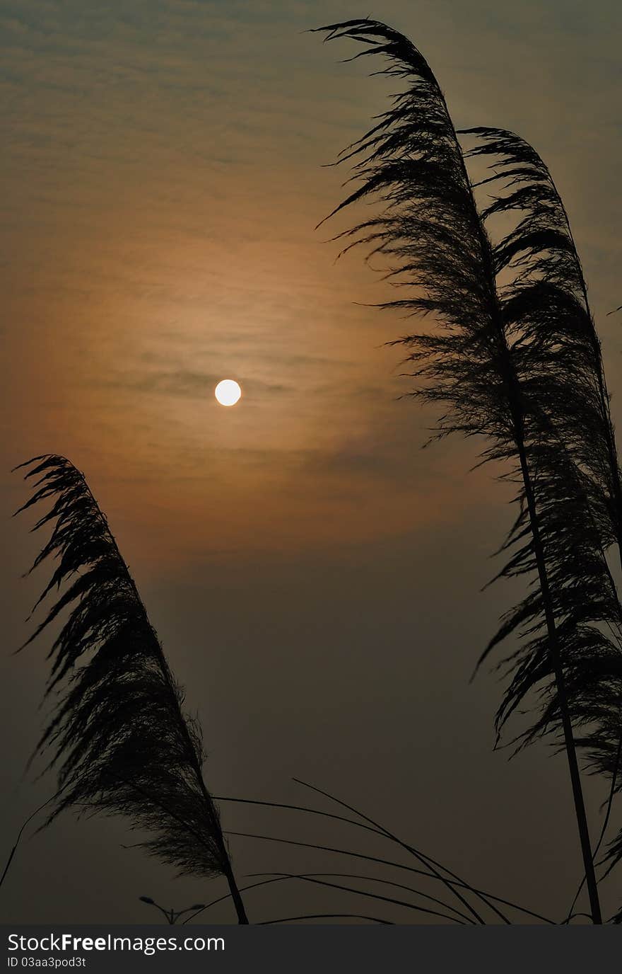 Nanchang wetland park sunset. Taken in November 15, 2008.