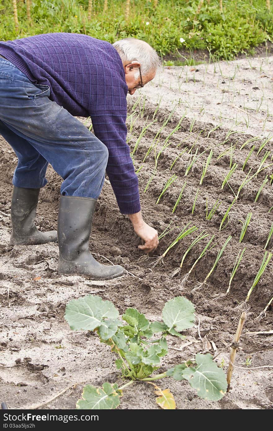 Planting Vegetables