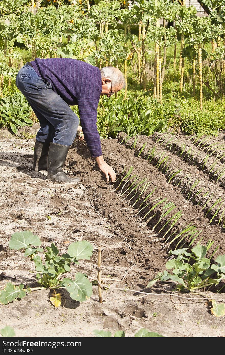 Planting vegetables with ancient methods that are still deployed on small farms. Planting vegetables with ancient methods that are still deployed on small farms