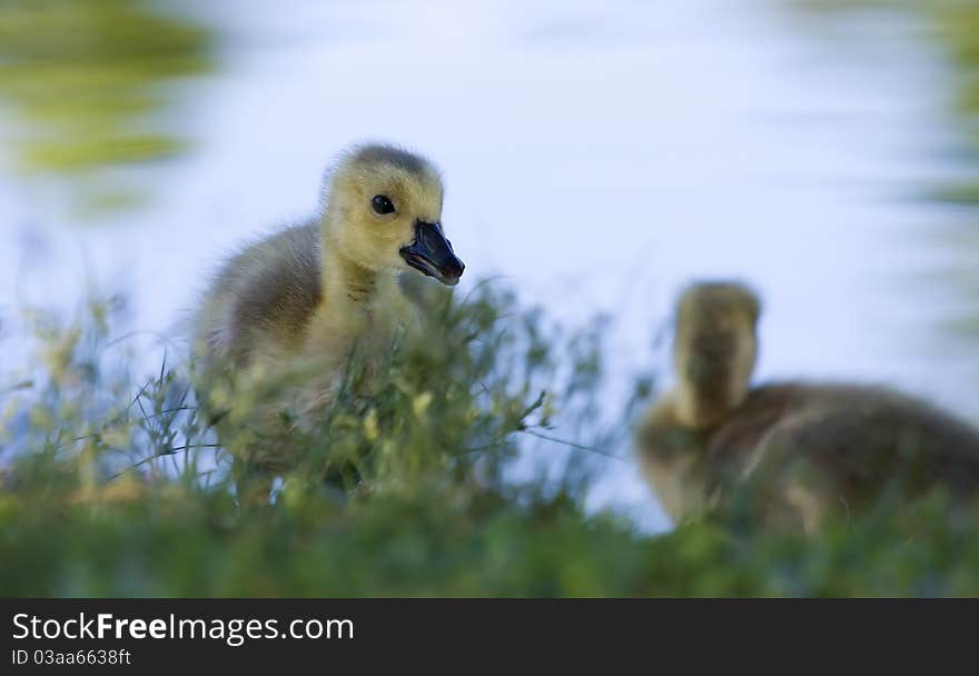 Portrait Of A Small Gosling