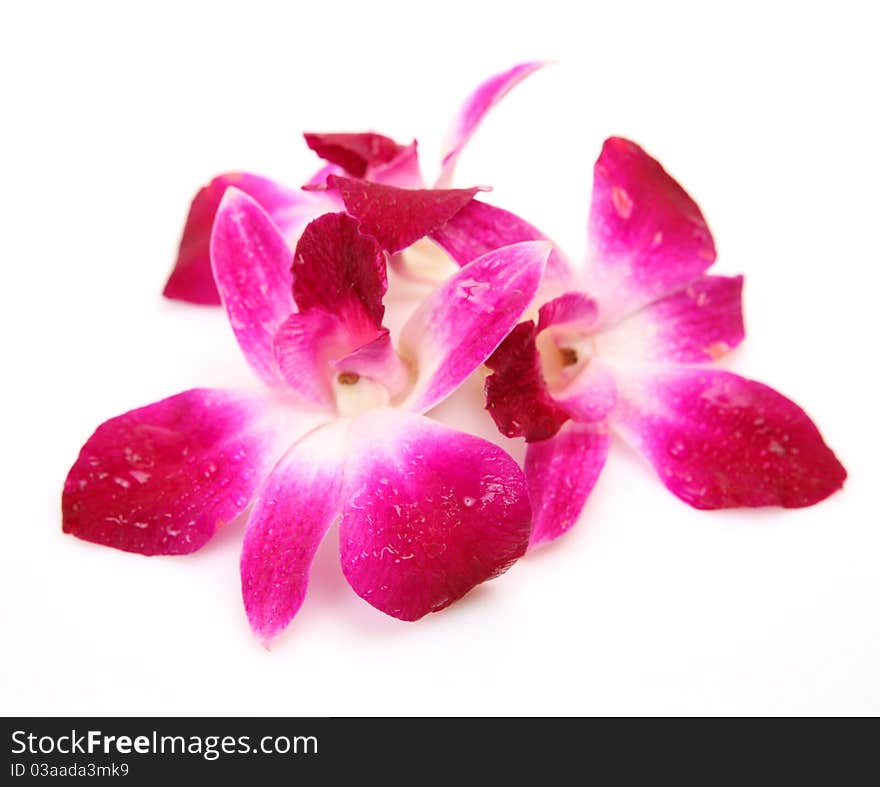 Pink Orchid