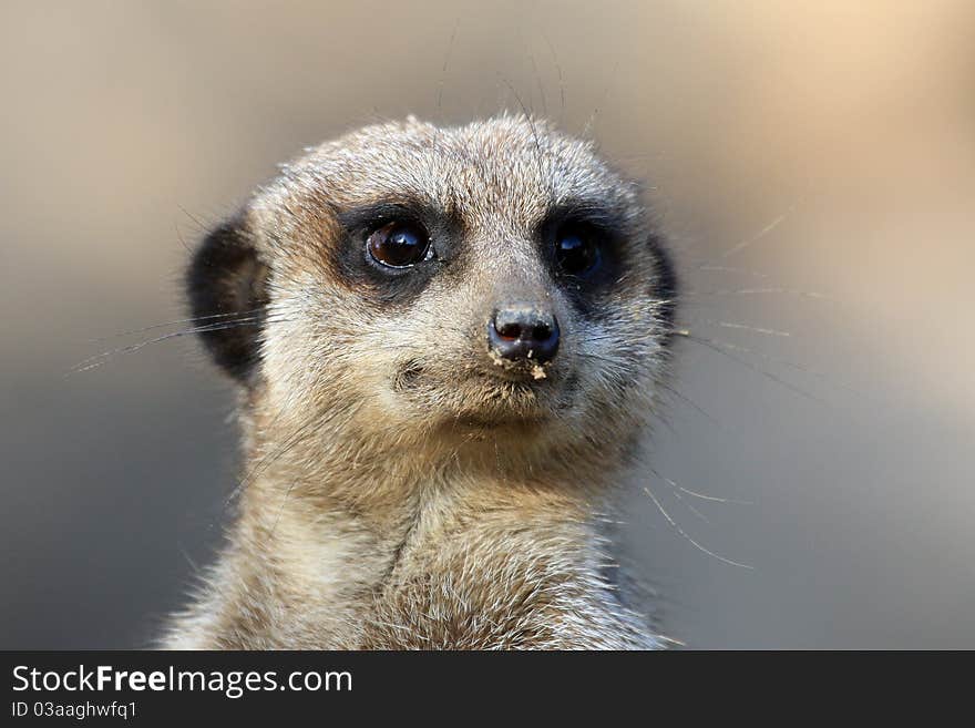 Portrait of a meerkat (Suricata suricatta)