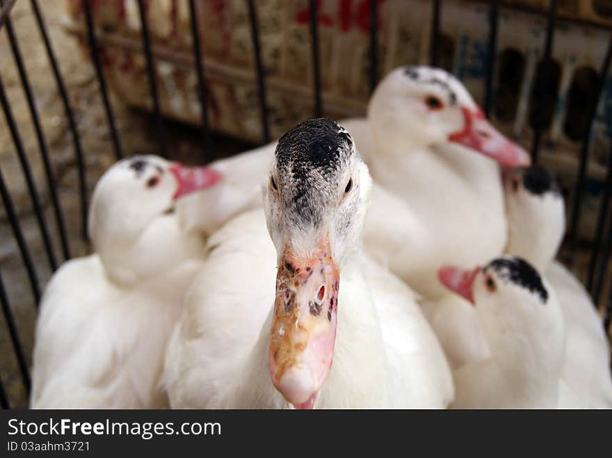 In a market, ducks, be in cages, waiting for people to choose.