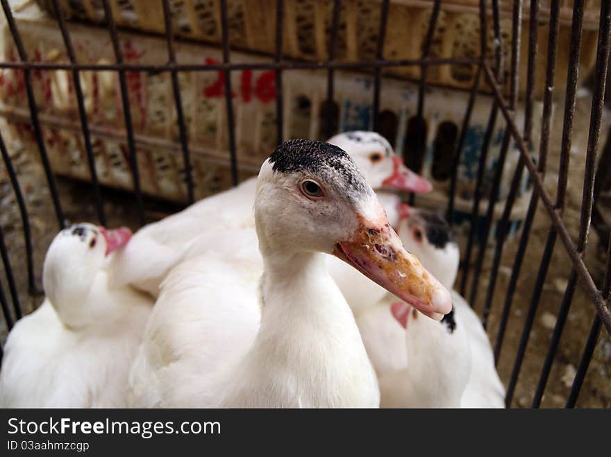 In a market, ducks, be in cages, waiting for people to choose.