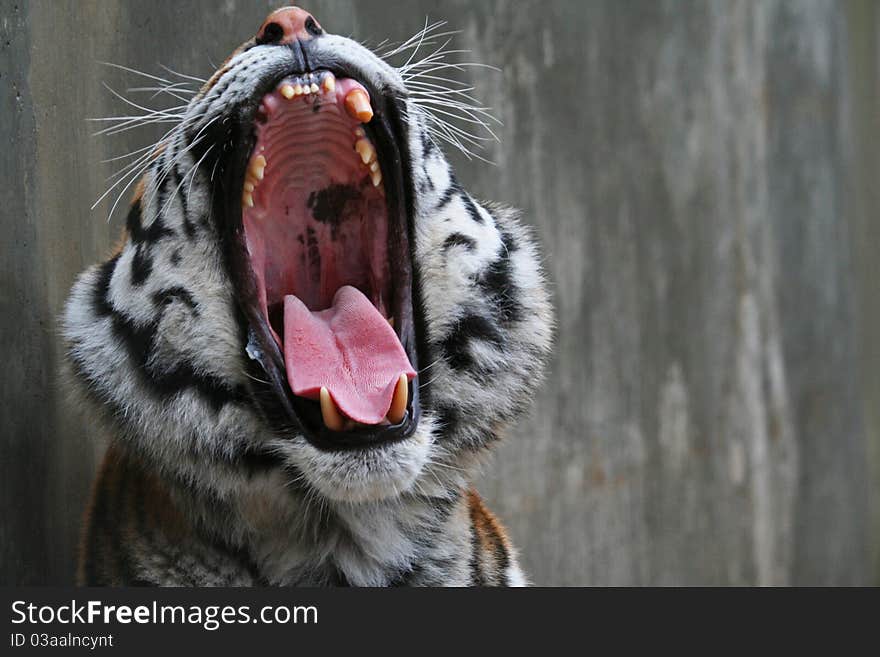 Beautiful portrait of a tiger